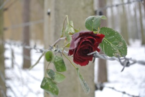 tn in stillem gedenken