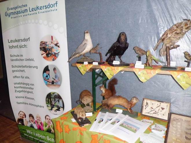 Hasenausstellung2014